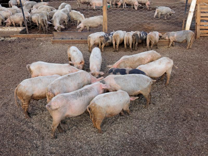 Wastewater treatment at pig farming site